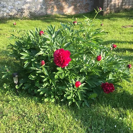 Πανσιόν Liliom Vendeghaz